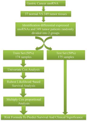 Identification of Eight Small Nucleolar RNAs as Survival Biomarkers and Their Clinical Significance in Gastric Cancer